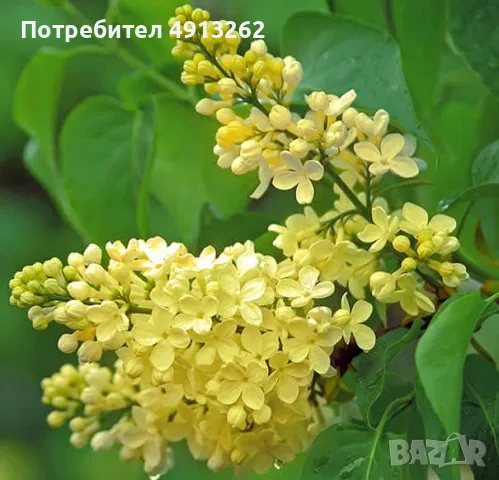 Продавам жълт люляк на 2 г. В саксия.
