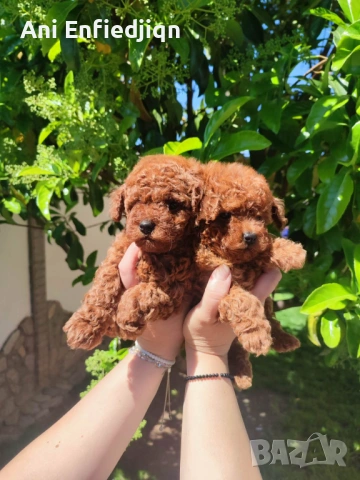 Пудел Той/Poodle Toy, снимка 7 - Пудели - 54553093