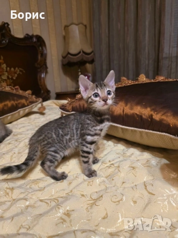 Бенгалска котка