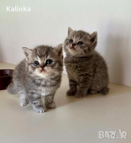 Британски късокосмести табита, снимка 13 - Британска късокосместа - 55228327