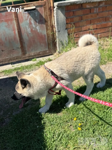 Американска акита кученце, снимка 8 - Акита - 53021892