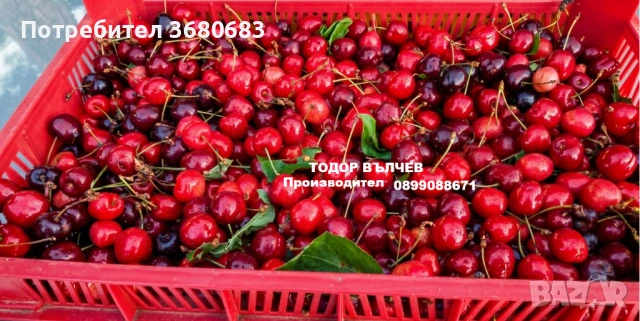 Череши, снимка 2 - Домашни продукти - 54714965