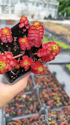 Червен седум Пурпурна Зима, Sedum spirium " Purpur Winter ", снимка 12 - Градински цветя и растения - 46784135