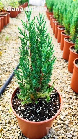 Хвойна Стрикта, Juniperus Stricta!!!, снимка 7 - Градински цветя и растения - 55190258