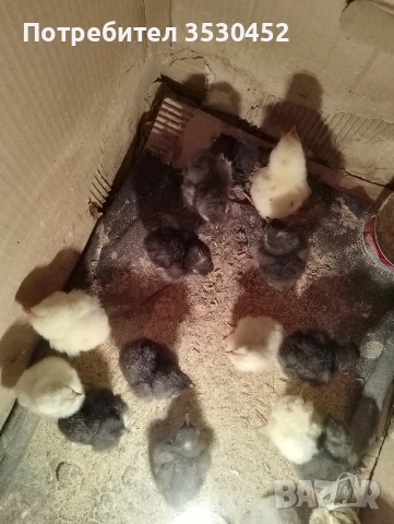 Продавам домашни пилета 