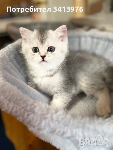 Сребърни котета 