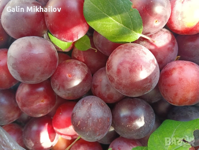 Пресен Бадем, лозови листа, черници, снимка 2 - Домашни продукти - 55157471