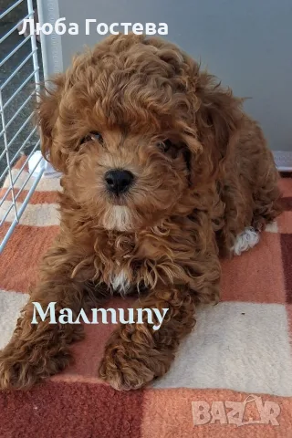 Малтипу момченце