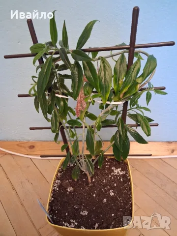 Колумнея - Columnea schiedeana - с цвят