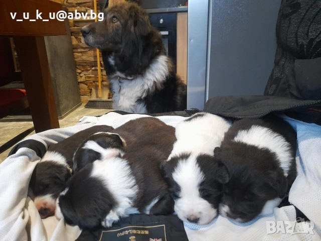 каракачанки 45 дена, снимка 2 - Каракачанска овчарка - 54370533