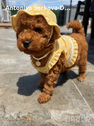 Poodle toy/Пудел Той