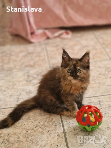 котенца Мейн Куун, снимка 5 - Мейн кун - 55670869