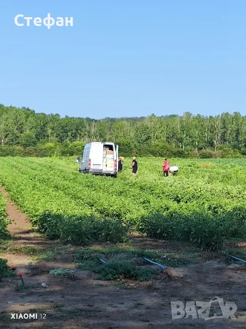Продавам Дини и Пъпеши на Едро!, снимка 7 - Други - 55419106