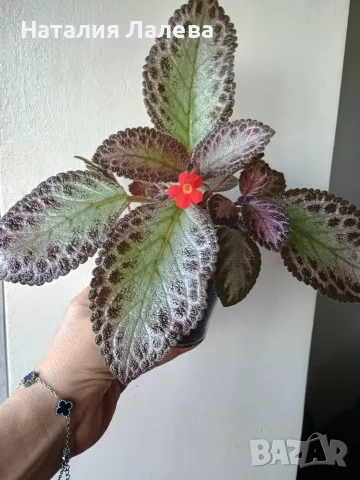 Еписция, episcia Pink Acajou