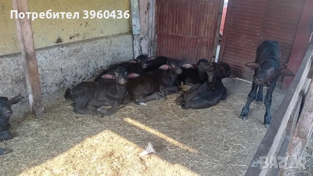 Продавам мъжки малачета , снимка 2 - Крави - 55590900