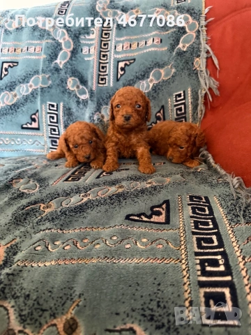 Той пудели ред априкот , снимка 3 - Пудели - 54313703