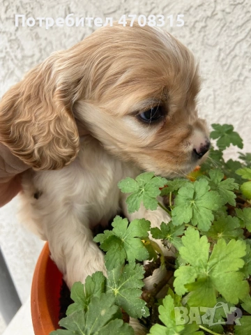 Кокер шпаньол момченце карамел