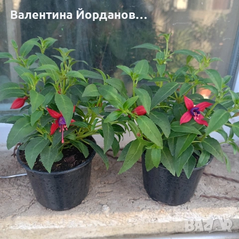 фуксия обичка каскадни , снимка 3 - Градински цветя и растения - 54000435