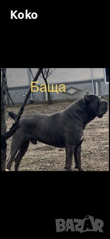 Кане Корсо Италяно, снимка 8 - Кане корсо - 55224559