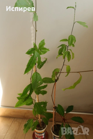 Пасифлора, Маракуя, Passiflora edulis, 2 бр. растения за 3 евро + бонус !, снимка 3 - Стайни растения - 54919126