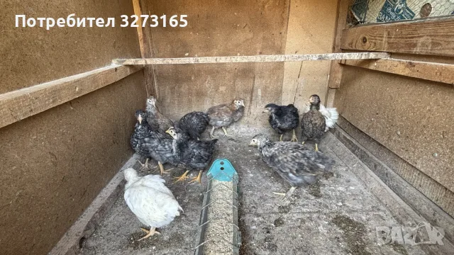Пилета великденска носачка , снимка 5 - Кокошки и пуйки - 55620718