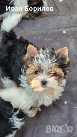 Biewer terrier , снимка 3 - Йоркширски териер - 55030765