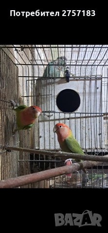 продавам чифт папагали неразделки, снимка 2 - Папагали - 53969624