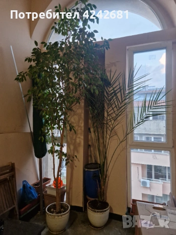Фикус Бенджамин, 2.5м