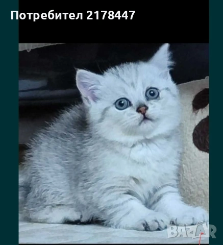 Продавам Сребърна Чинчила 