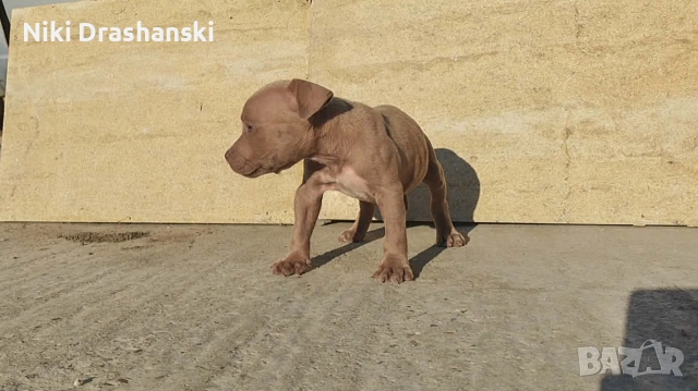 Pit bull питбулчета бул нос, снимка 4 - Питбул - 55218506
