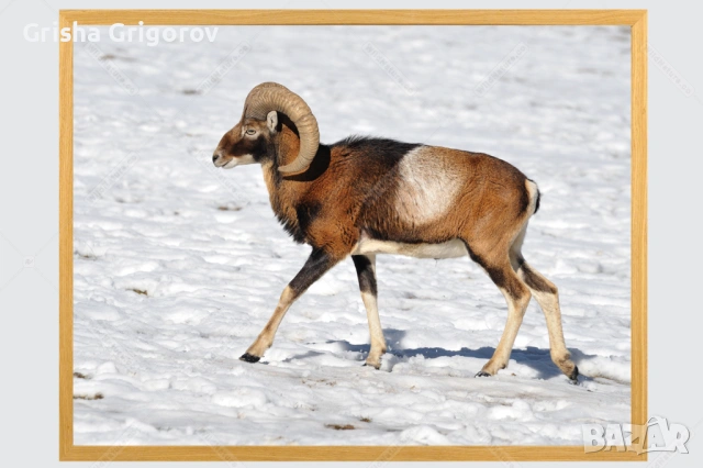 Фотокартина с муфлон