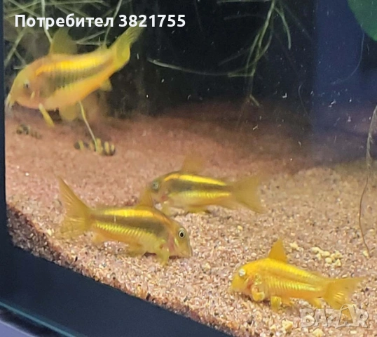 Сомче, сомче corydoras gold laser, gold stripe, снимка 2 - Рибки - 55245469