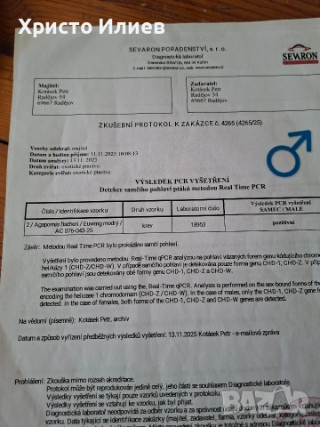 Продава фишерови неразделки , снимка 4 - Папагали - 54344112