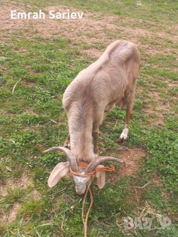 продавам коза 