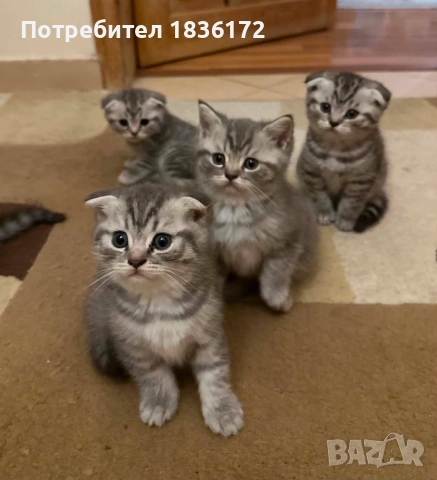 Британско коте таби
