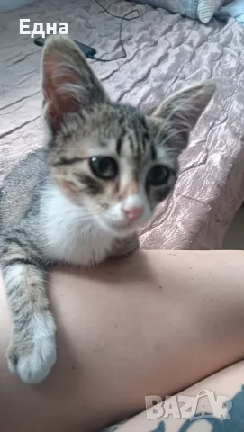 Подарявам добри котета,на добри хора., снимка 6 - Други - 55366035