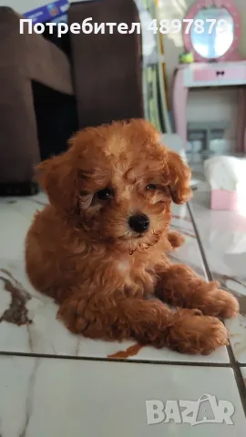 Той пудел Toy poodle, снимка 2 - Пудели - 55419874