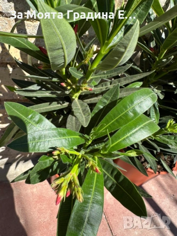 Зокум - Олеандър, снимка 10 - Градински цветя и растения - 54108958