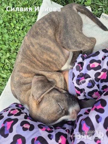 Малки бебета питбули , снимка 11 - Питбул - 54090036