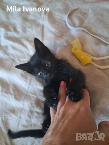 Подарявам бебе коте, снимка 2 - Други - 55289981
