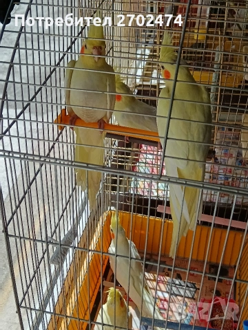 Папагали Корела 