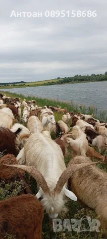 свободно отглеждани ярета и кози, снимка 5 - Кози - 54301305