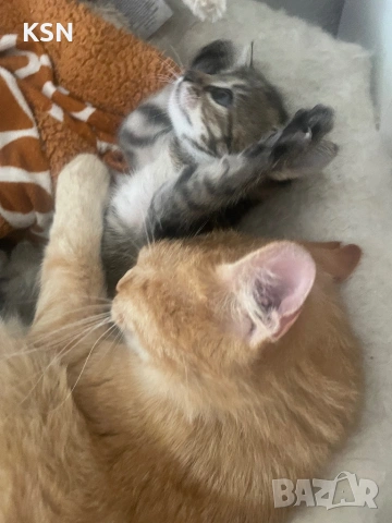 Котенце , снимка 10 - Други - 54705843