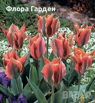 Луковици ЛАЛЕТА - Предварителни поръчки, снимка 10 - Сортови семена и луковици - 55089386