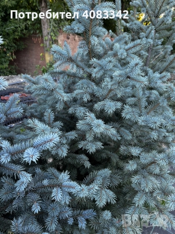 Сребрист Смърч Picea Pungens, снимка 3 - Градински цветя и растения - 55278269