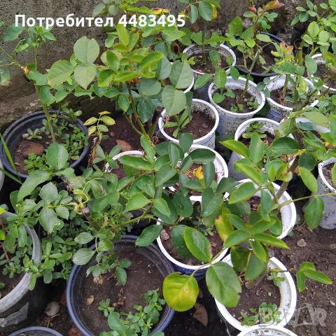 Млади насаждения розички 