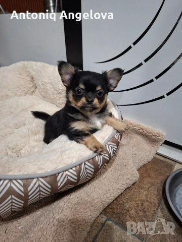 момченце чихуа на два месеца 