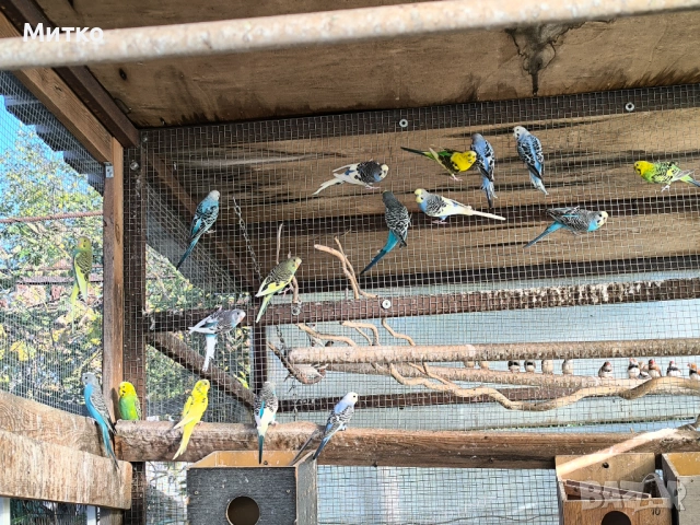 Зеброви амадини финки и папагали , снимка 5 - Папагали - 54349575