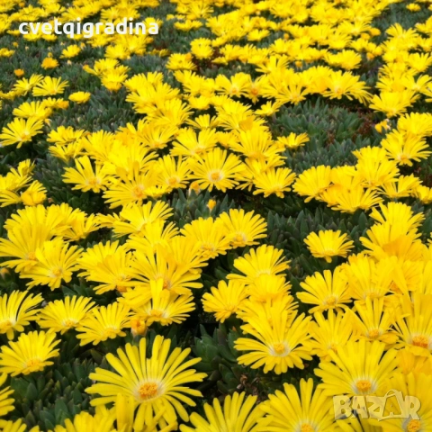 Delosperma cooperi Ice Cream Yellow (Делосперма жълта)