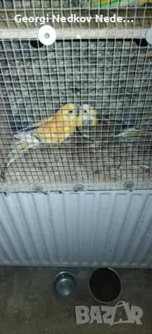 Продавам чифт пойни страки 